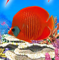 Текст кнопки