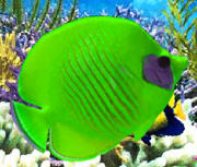 Текст кнопки